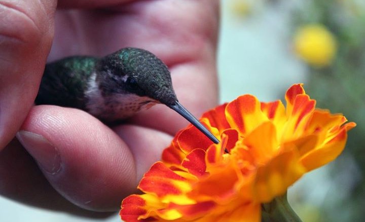 Comal (diameter 27 cm), El Colibri