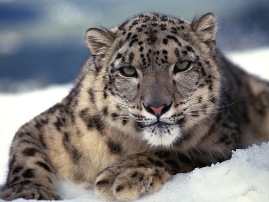 Resultado de imagen para leopardo amur