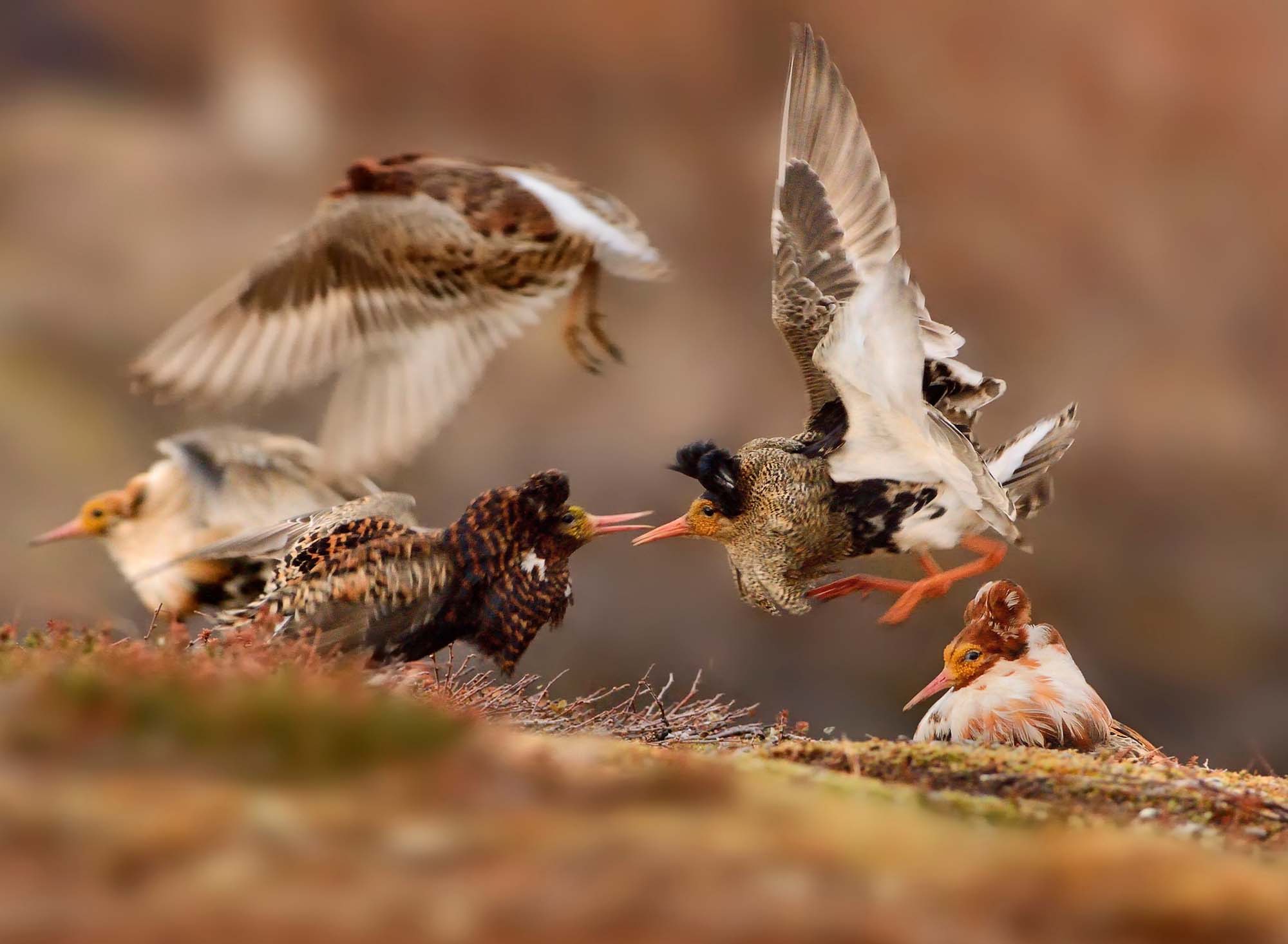 Fotógrafo joven ganador de vida silvestre: 11-14 años de edad: Ruffs en