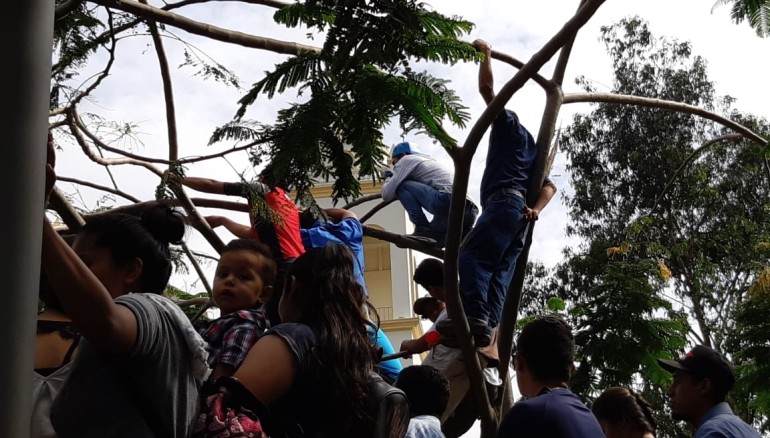 Algunos salvadoreños subieron a los árboles para tener una mejor vista. Foto D1/ César Méndez Madrid