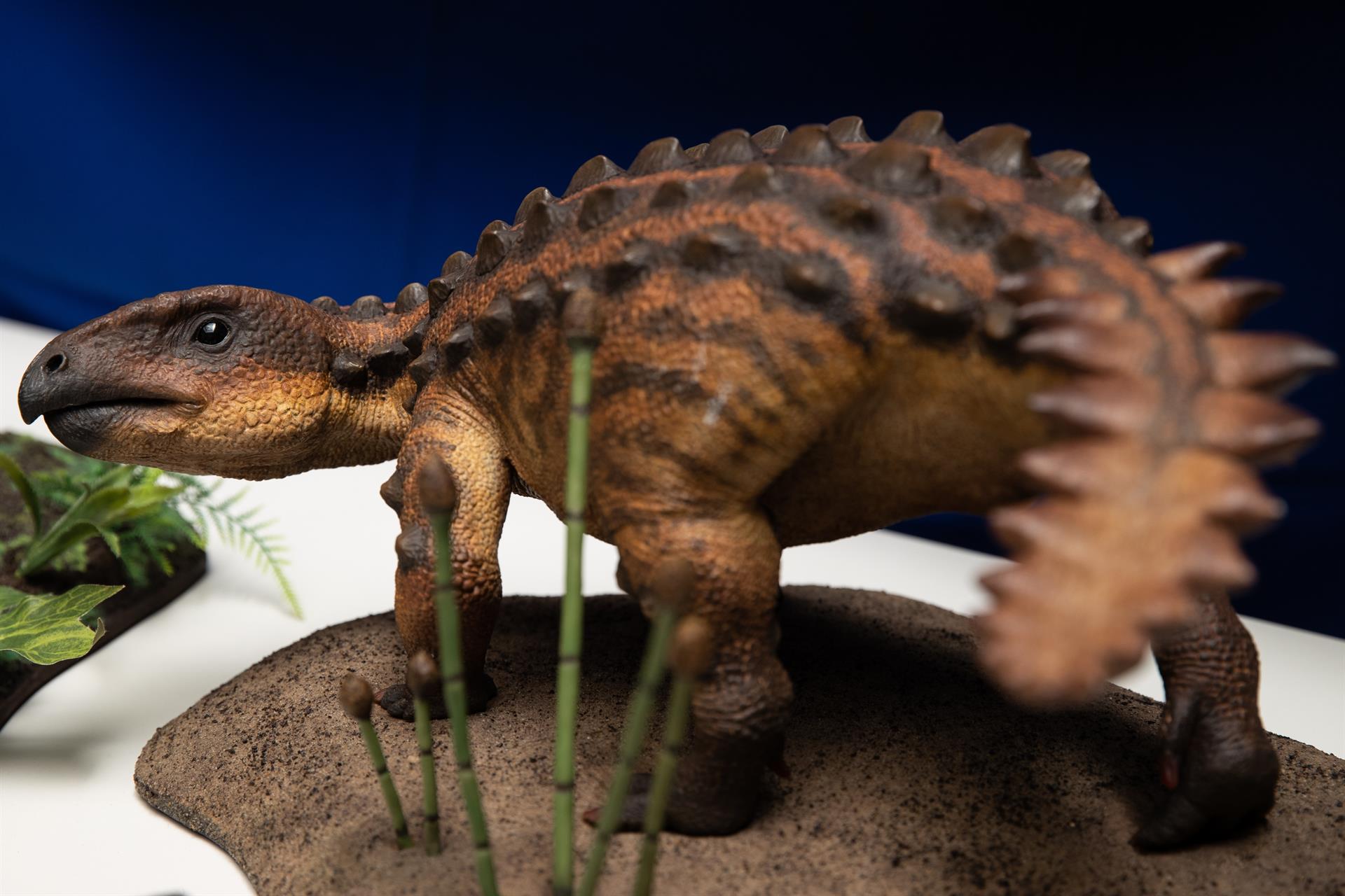 Modelos de la nueva especie de dinosaurio acorazado descubierto por investigadores de la Universidad de Chile son mostrados este miércoles durante un evento ante la prensa en Santiago / Foto: EFE