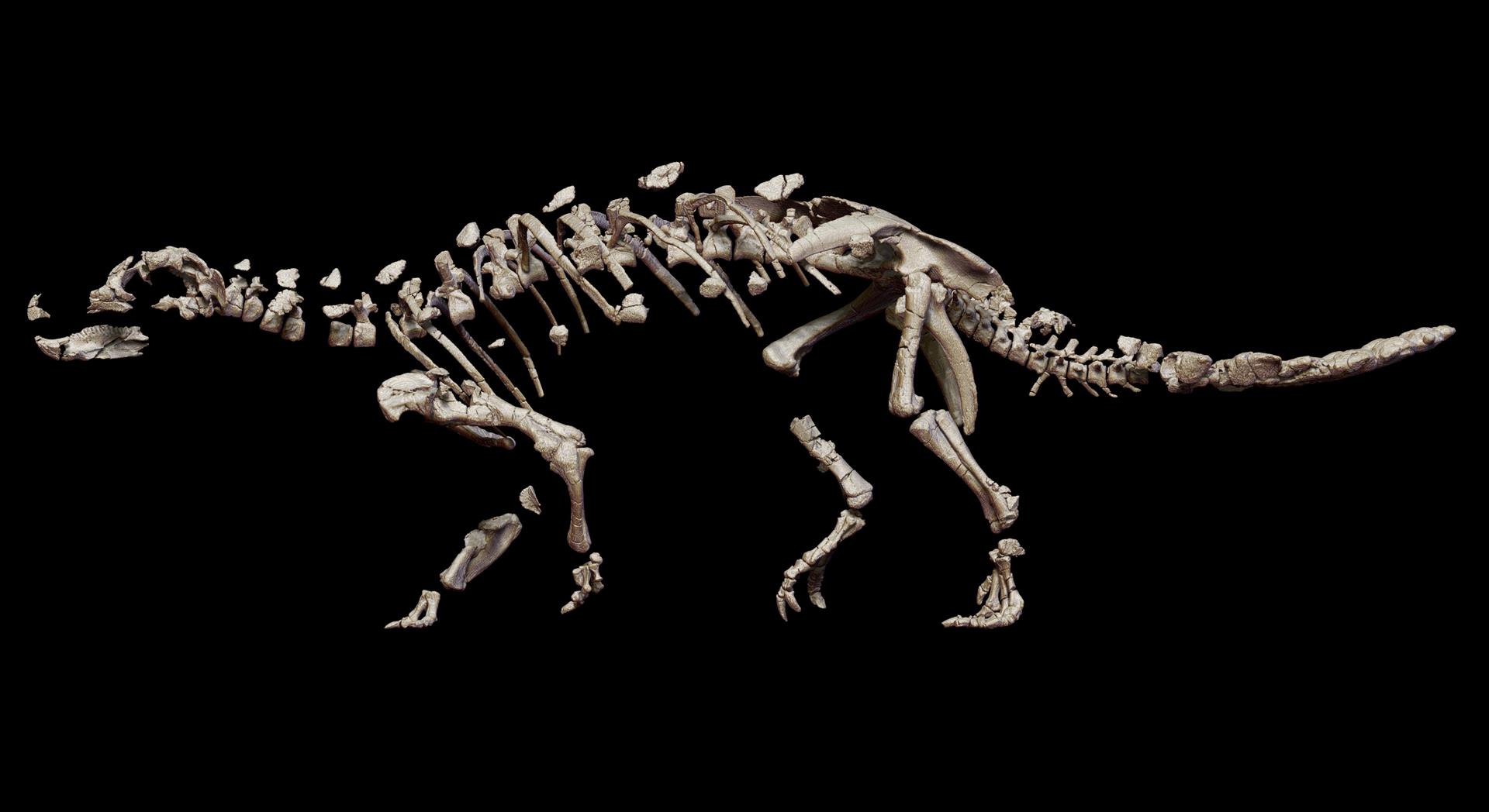 Recreación realizada y cedida por la Universidad de Chile muestra el fósil de una recién descubierta nueva especie de dinosaurio acorazado en la Patagonia chilena con una extraña arma en su cola / Foto: EFE/CEDIDAS UNIVERSIDAD DE CHILE