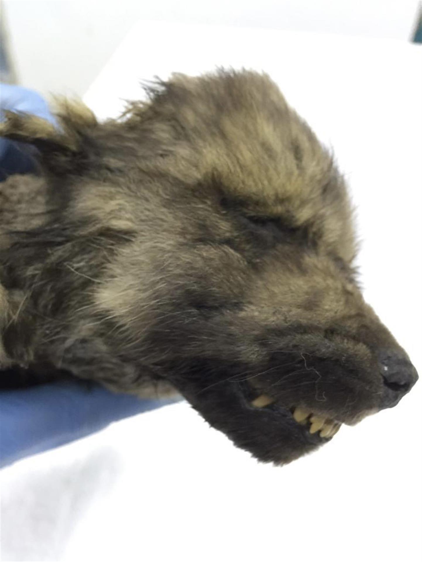 Imagen de los restos de Dogor, un cachorro de lobo de 18.000 años procedente de Yakutia (Rusia), que se incluyó en el estudio. EFE/Sergey Fedorov/Universidad Federal del Nordeste,Yakutsk, Rusia.