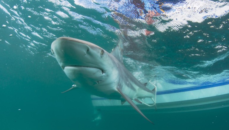 Fotografía fechada el 16 de marzo de 2016 y cedida por la Florida Atlantic Univesity donde se aprecia un tiburón punta negra mientras nada cerca de un bote. EFE/Florida Atlantic University