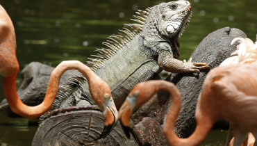 AME1276. MEDELLÍN (COLOMBIA), 24/05/2023.- Fotografía de una iguana en el Parque de la Conservación, hoy en Medellín (Colombia). El tradicional parque se dedica a la protección de la biodiversidad y a la conservación de especies nativas y endémicas. EFE/ Luis Eduardo Noriega A.
