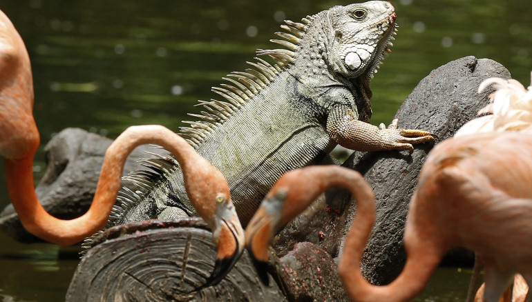 AME1276. MEDELLÍN (COLOMBIA), 24/05/2023.- Fotografía de una iguana en el Parque de la Conservación, hoy en Medellín (Colombia). El tradicional parque se dedica a la protección de la biodiversidad y a la conservación de especies nativas y endémicas. EFE/ Luis Eduardo Noriega A.