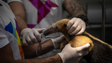 AME4391. RÍO DE JANEIRO (BRASIL), 06/06/2023.- Veterinarios del Instituto Vida Livre aplican sedantes en un oso hormiguero de la especie Tamandua Mirim (Tamandua tetradactyla) antes de un examen de ultrasonido el 23 de mayo de 2023, en Río de Janeiro (Brasil). La institución recibe varios tipos de animales en riesgo como monos, búhos y osos hormigueros, los trata y los reintegra al medio ambiente. EFE/André Coelho