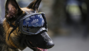 -FOTODELDÍA- METETÍ (PANAMÁ), 02/06/2023.- Un canino militar forma hoy, durante el lanzamiento de una campaña para reforzar la seguridad, en el Metetí (Panamá). Las autoridades de Panamá lanzaron este viernes una campaña que refuerza la seguridad en el Darién, la peligrosa frontera natural con Colombia, para combatir los grupos criminales que asaltan y violan a los migrantes que atraviesan esa selva en su camino hacia Norteamérica. EFE/Carlos Lemos