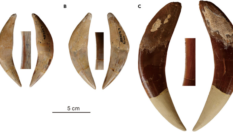 En la imagen aparecen varias muestras fósiles de dientes correspondientes a varias especies de felinos "dientes de sable" que campaban por África hace unos 6 millones de años. Imagen: iScience/ Qigao Jiangzuo(Universidad de Pekín)