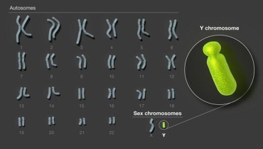 El cromosoma Y es el último de los cromosomas humanos en ser secuenciado por completo. Crédito de la imagen: Darryl Leja, Instituto Nacional de Investigación del Genoma Humano (NHGRI).