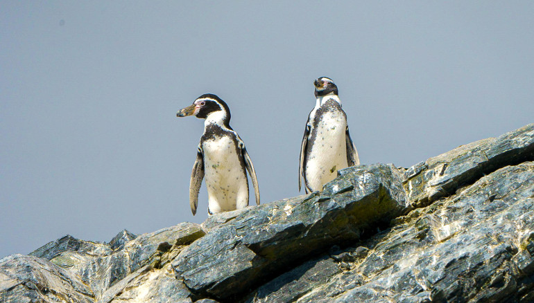 Fotografía cedida hoy por el Ministerio del Medio Ambiente (MMA) de Chile que muestra a varios pingüinos de Humboldt. EFE/Ministerio del Medio Ambiente de Chile/Jorge Herreros de Lartundo