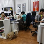 En la imagen de archivo, varios empleados realizan su trabajo junto a sus mascotas en una compañía que permite a sus trabajadores llevarse a sus animales de compañía / EFE/RUNGROJ YONGRIT.