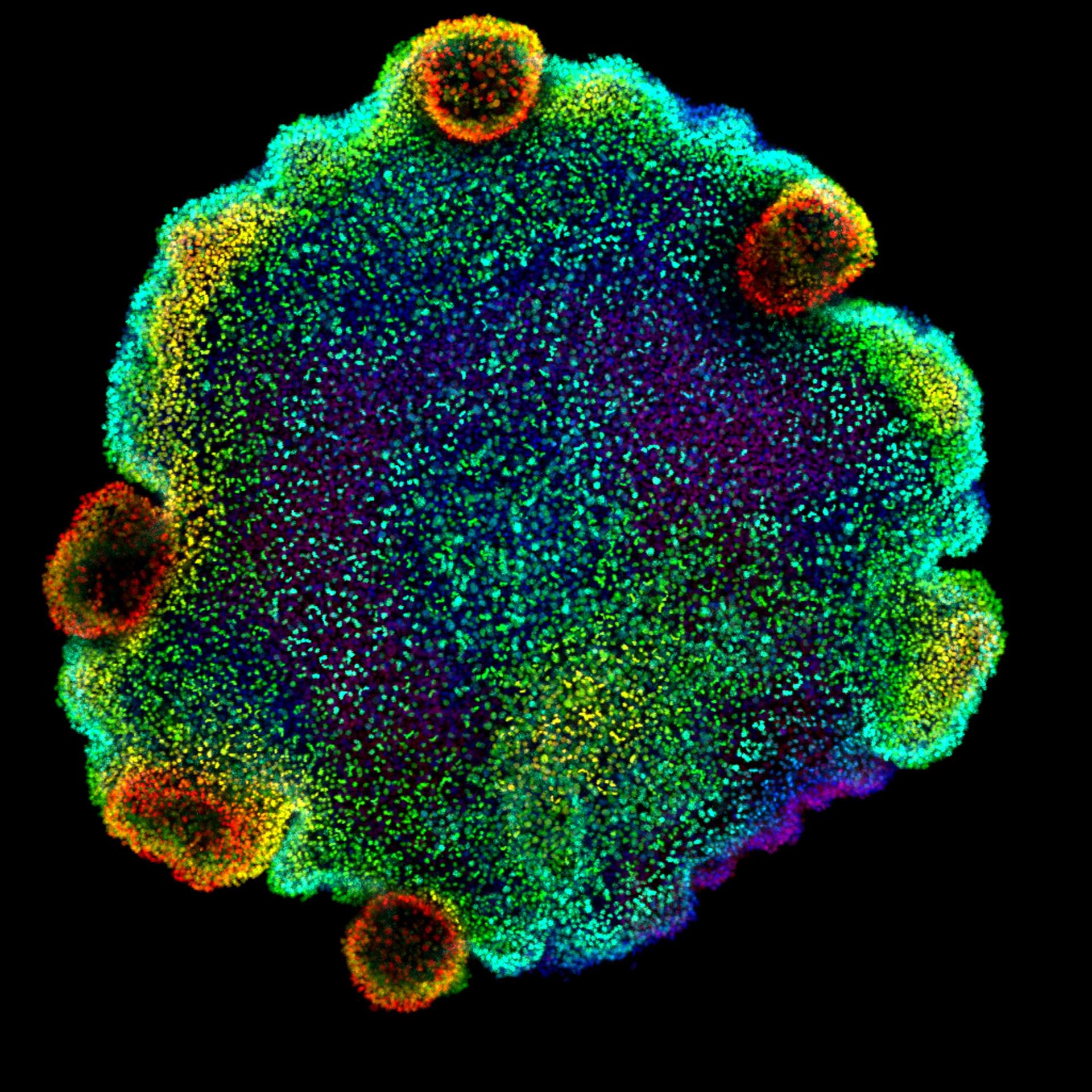 Imagen de microscopía de Trichoplax sp. H2, una de las cuatro especies de placozoos para las que los autores del estudio crearon un atlas celular. Crédito: Sebastian R. Najle/Centro de Regulación Genómica