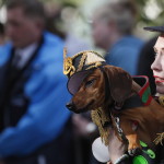 St.petersburg (Russian Federation), 16/09/2023.- People present their dogs dressed up in costumes during the annual Parade of Dachshunds in St. Petersburg, Russia, 16 September 2023. The theme of the dachshund parade is 'Music'. (Rusia, San Petersburgo) EFE/EPA/ANATOLY MALTSEV