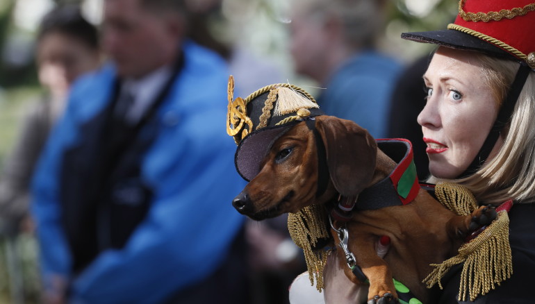 St.petersburg (Russian Federation), 16/09/2023.- People present their dogs dressed up in costumes during the annual Parade of Dachshunds in St. Petersburg, Russia, 16 September 2023. The theme of the dachshund parade is 'Music'. (Rusia, San Petersburgo) EFE/EPA/ANATOLY MALTSEV