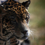 Fotografía de archivo fechada el 11 de diciembre de 2021 de un jaguar (panthera onca) en el Santuario Reino Animal en Oxtotipac Otumba, estado de México (México). EFE/Sáshenka Gutiérrez
