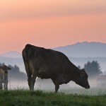 En la imagen de archivo, una vaca y su cría pastan en un prado al amanecer, en Lechbruck (Alemania) /EFE/Karl-Josef Hildenbrand.