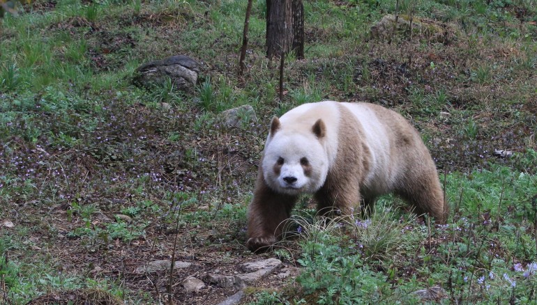 Imagen de Quizai, panda gigante marrón y blanco  Crédito: /Centro de Biología de la Evolución y la Conservación, Ciencia e Ingeniería Marina