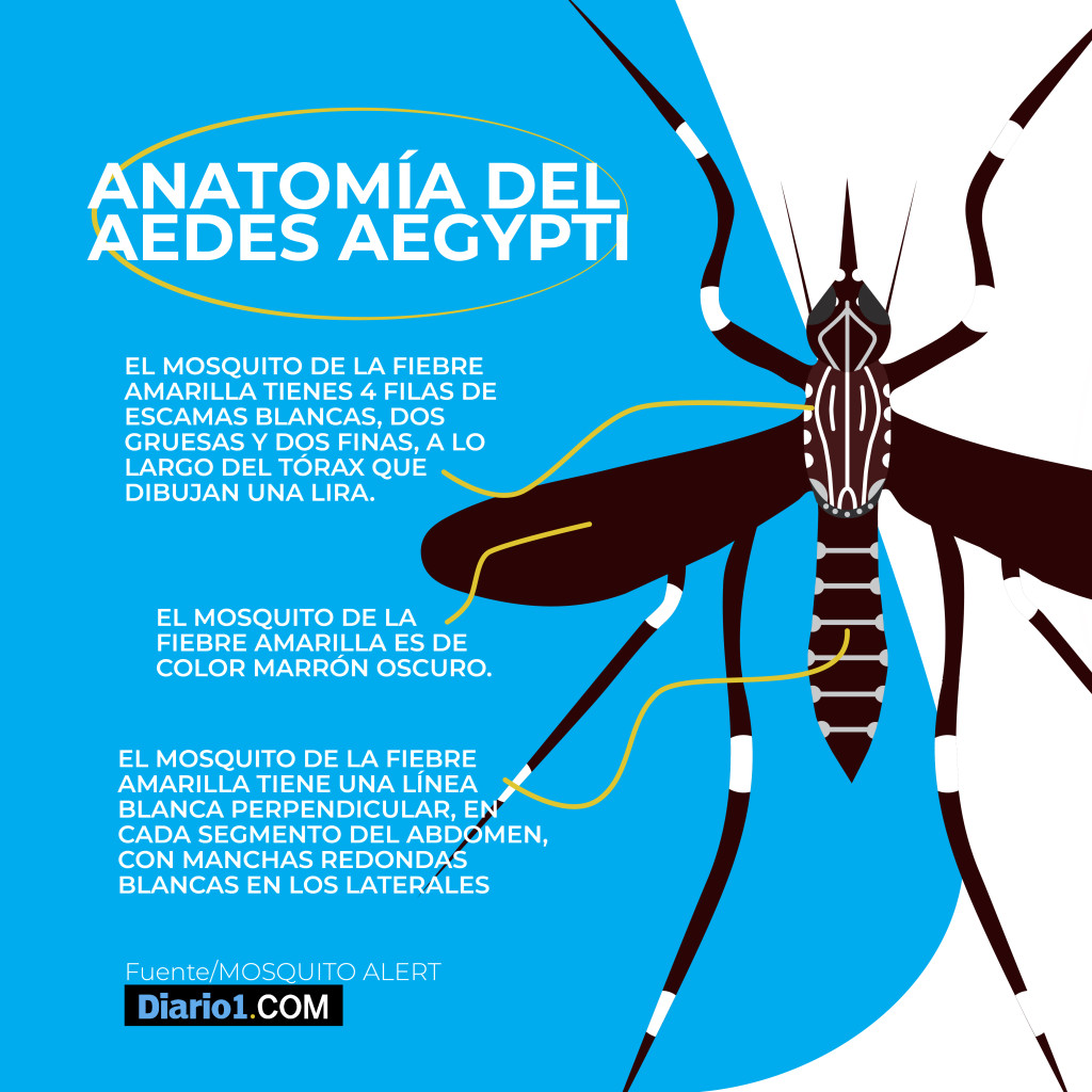 ANATOMIA DEL AEDES-02