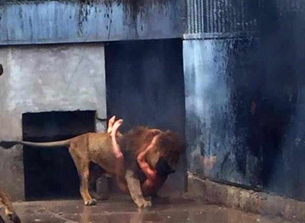 Fotos y video] Hombre se lanza a jaula de leones en zoológico de Chile |