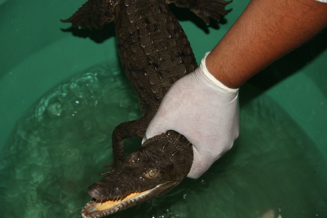 Capturan cocodrilo en río Acelhuate |