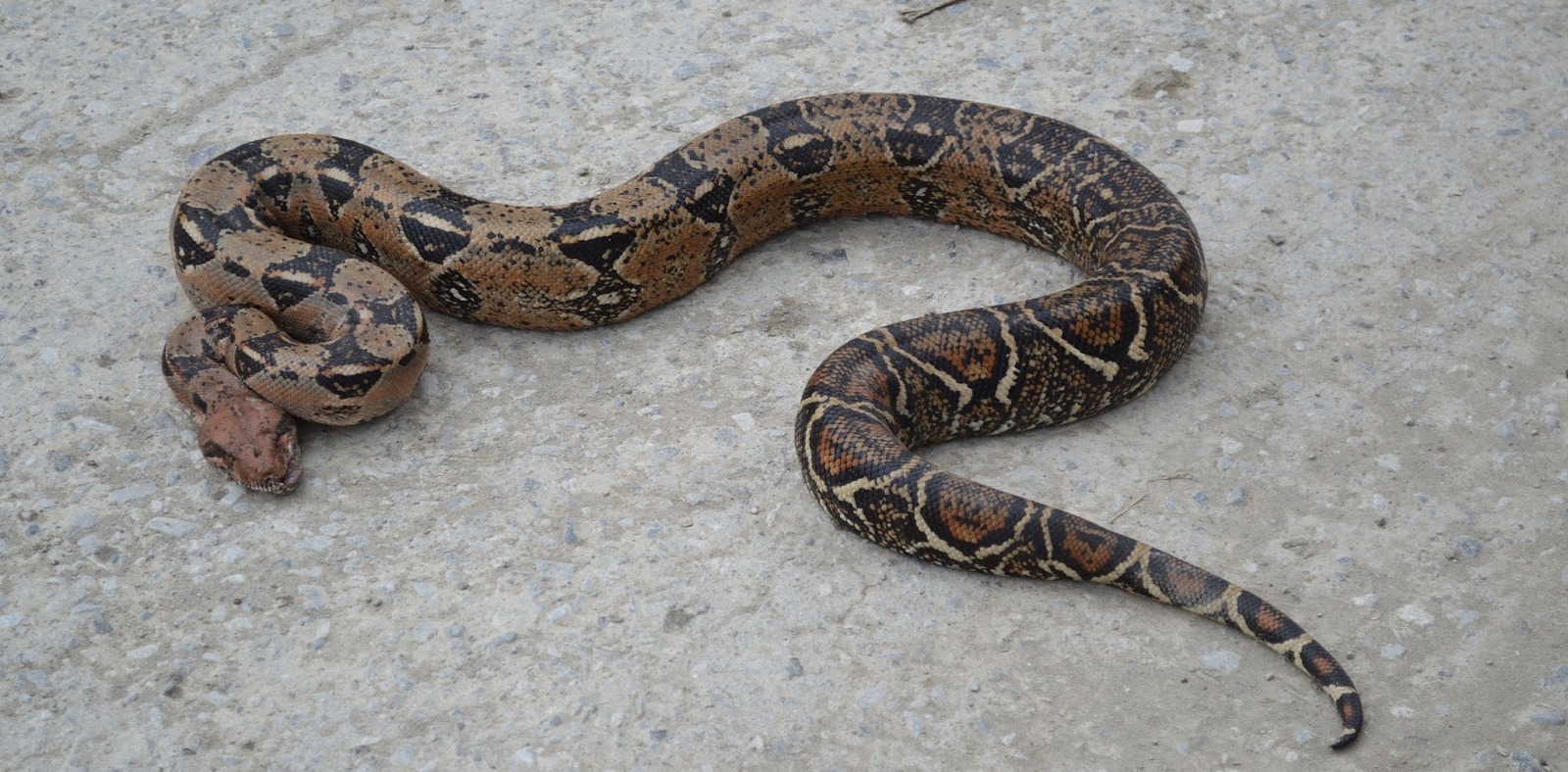 [Fotos] Masacuata de 1.5 metros fue encontrada en cielo falso de una ...